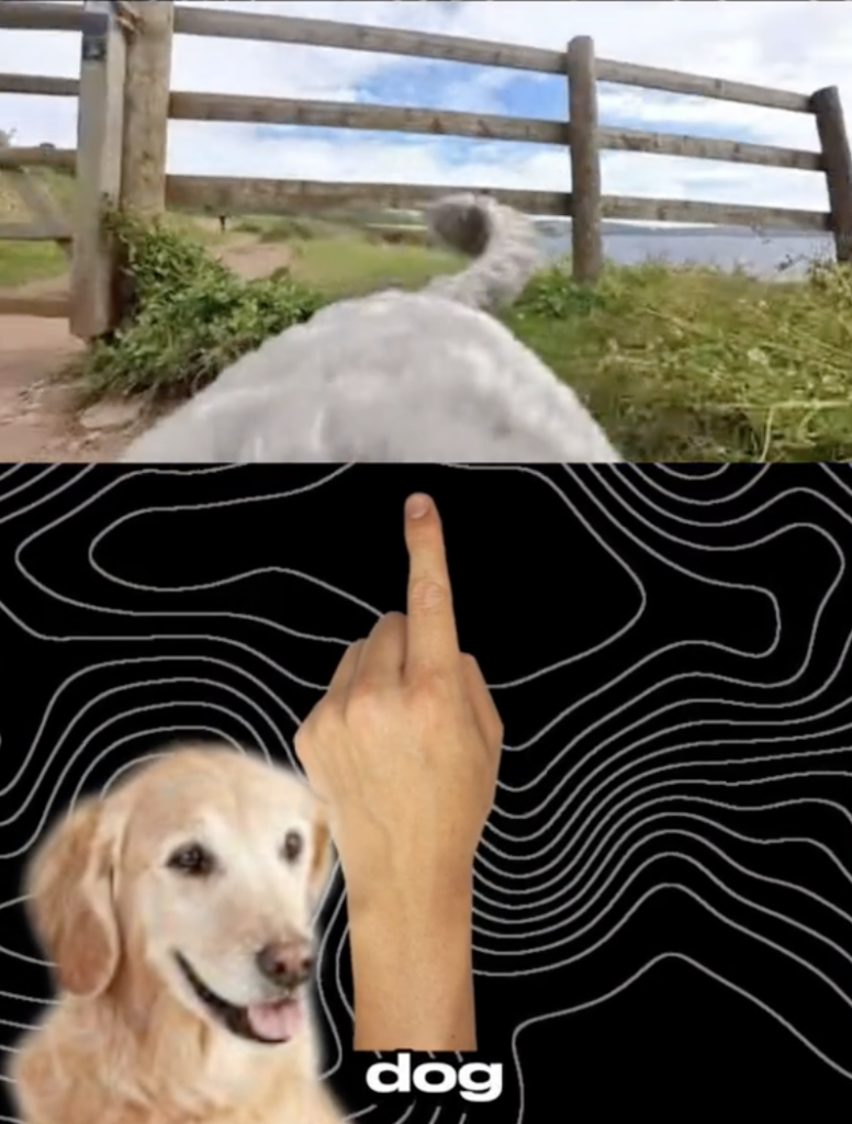 TikTok video of an optical illusion and a dog